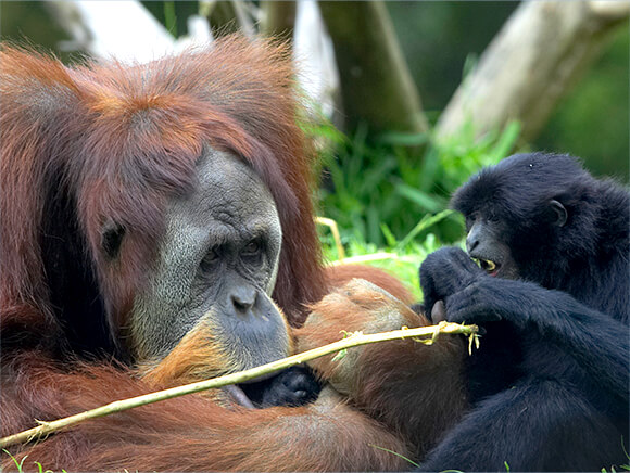 San Diego Zoo Live Cams – EUREKA!